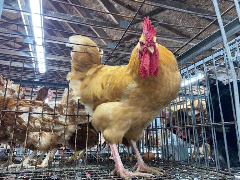 Rooster