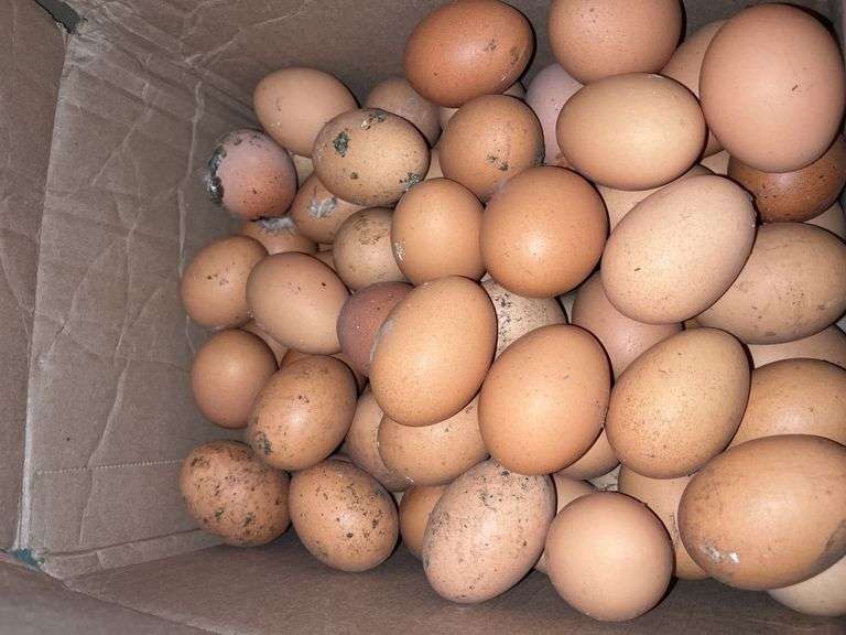 7 Doz Xlarge Brown Eating Eggs
