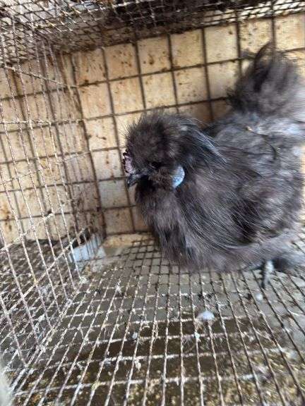 Silkie Rooster