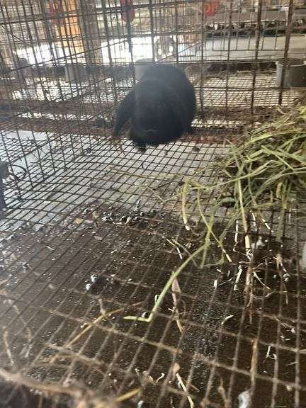 Holland Lop Buck