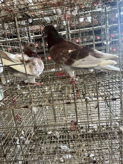 2 Homer Pigeons