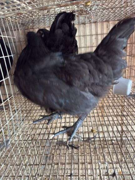 2 Black Australorp Pullets