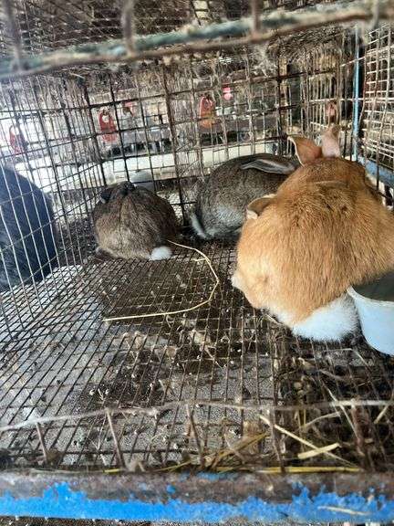 4 Meat Rabbits