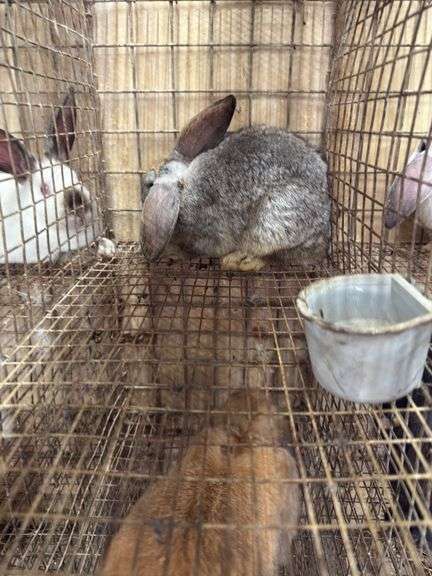 Mini Lop Cross Buck - 10 Wks Old