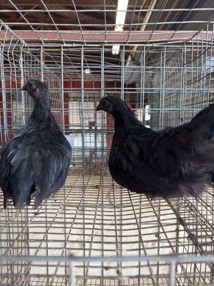2 Ayam Cemani Hens
