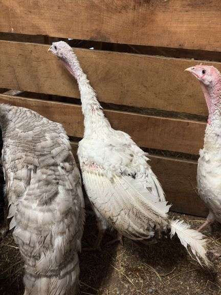 Royal Palm Hen Turkey - 16 Mos Old