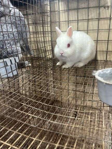 Netherland Dwarf Bred Doe - 2 Yrs Old