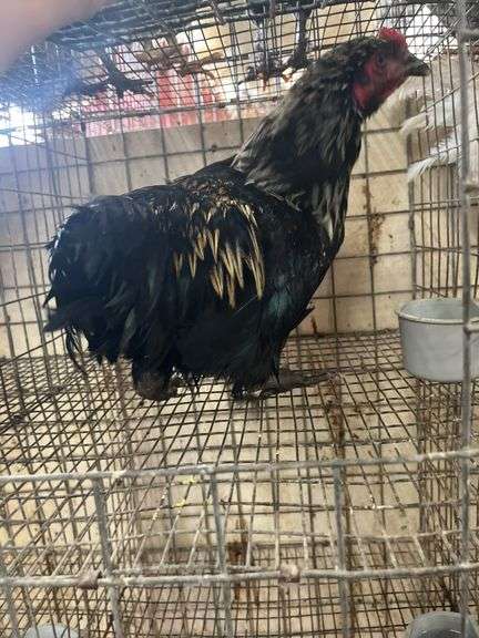 Barnyard Mix Rooster
