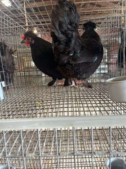 2 Polish Hens