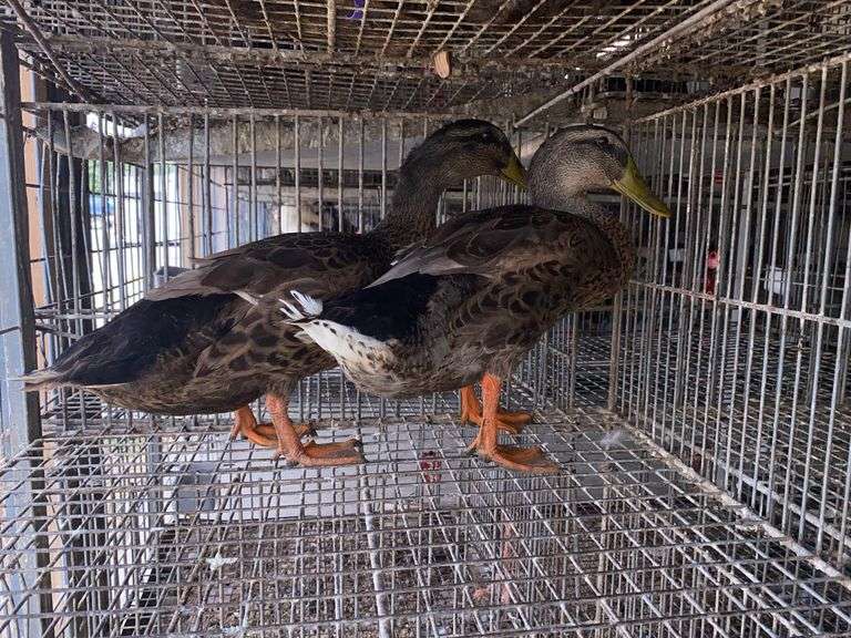 2 Rouen Ducks