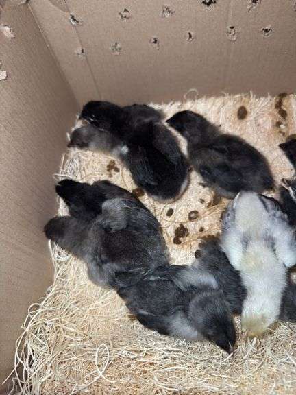 9 BC1 Olive Egger to Blue Copper Maran Chicks - 2 Wks Old