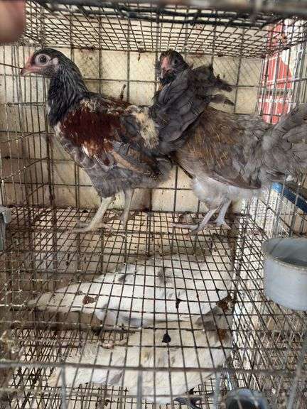 2 Easter Egger Pullets