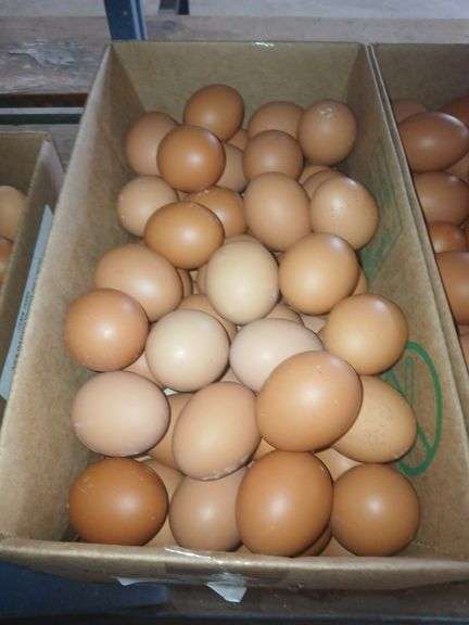 7 Doz Large Brown Eating Eggs