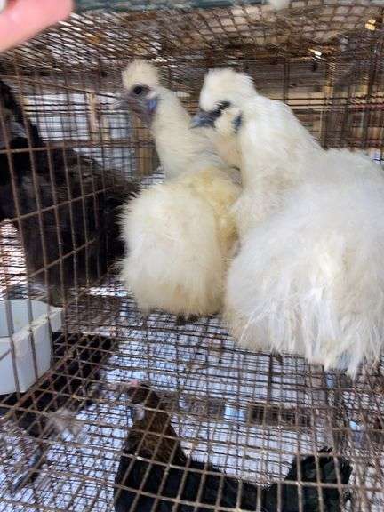 2 Silkie Hens