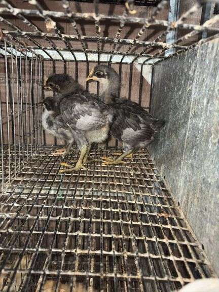 3 Sapphire Gem Pullets