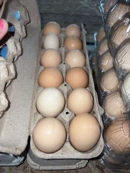 2 Doz Brown Eating Eggs