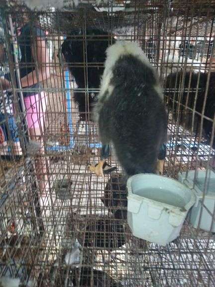 Young Ancona Call Cross Hen Duck "Nezbit"
