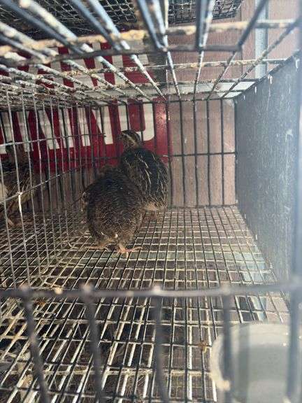 3 Coturnix Quail