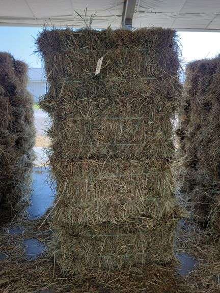 20 1st Orchard Grass Timothy Mix