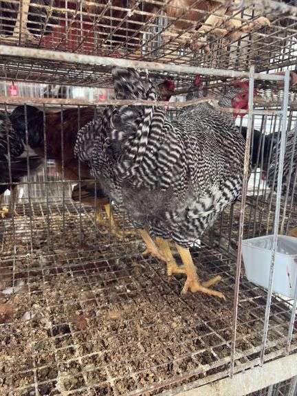 2 Barred Rock Roosters