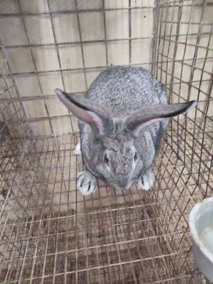 American Chinchilla Doe w/ Pedigree - 9 Wks Old