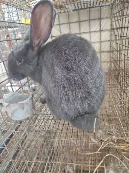 Pure Flemish Giant Doe - 4 Mos Old