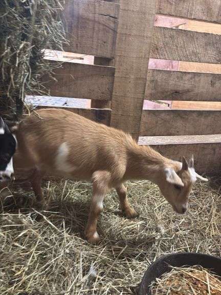 Tan & White Nigerian Dwarf Nanny - 7 Months Old