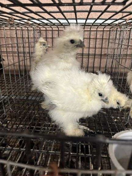 4 Paint & White Bearded Silkie Chicks
