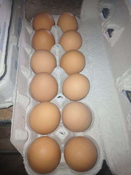 4 Doz Med Brown Eating Eggs