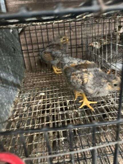 2 Golden Laced Blue Wyandotte Pullets