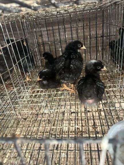 5 Rustic Rock Pullets