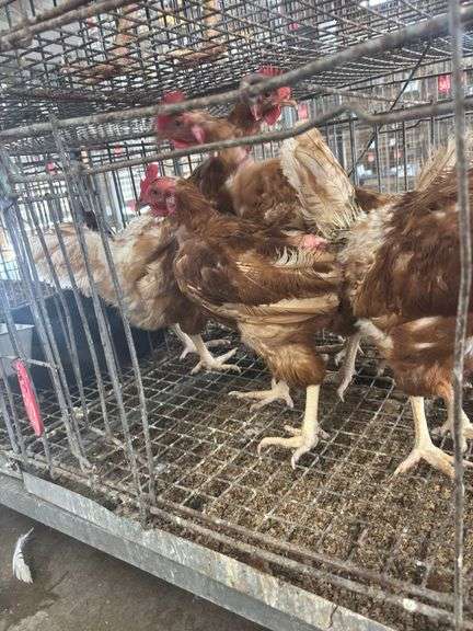 5 Isa Brown Hens