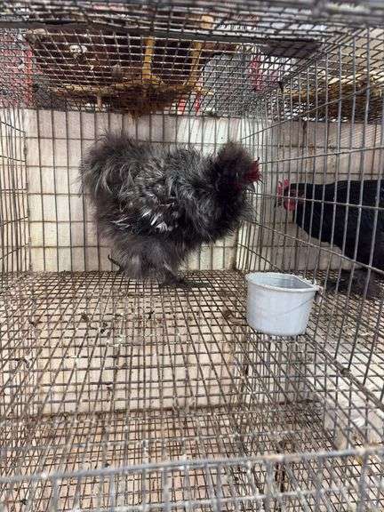 Silkie Rooster
