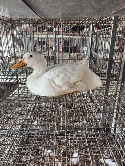 Pekin Hen