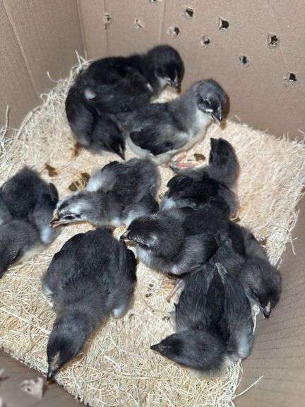 10 Blue/Black Copper Maran Chicks - 2 Wks Old