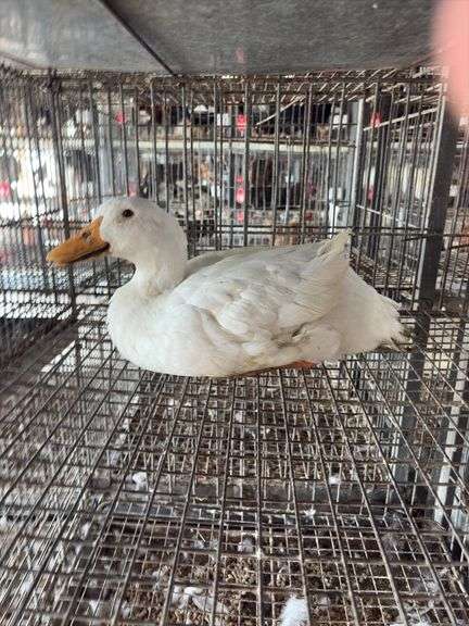 Pekin Hen