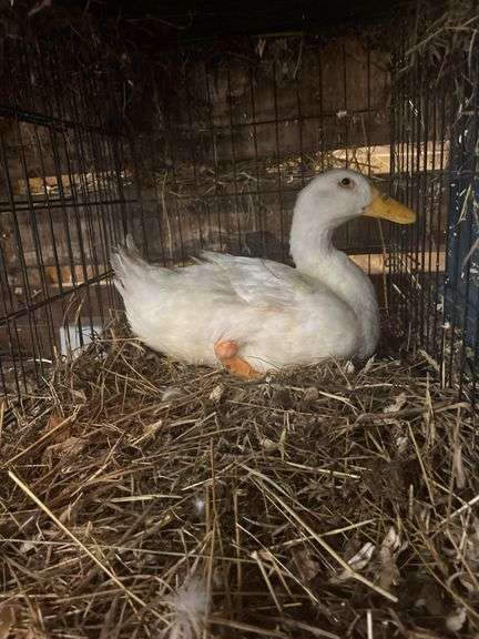 Pekin Laying Hen - 1yr Old - Has Bum Leg