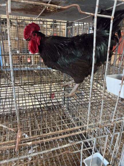 Jersey Giant Rooster
