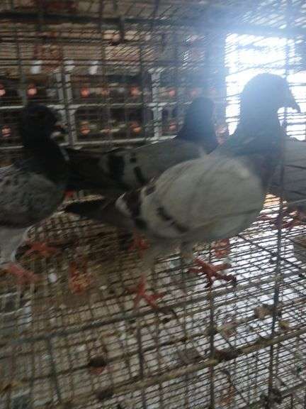 3 Racing Pigeons