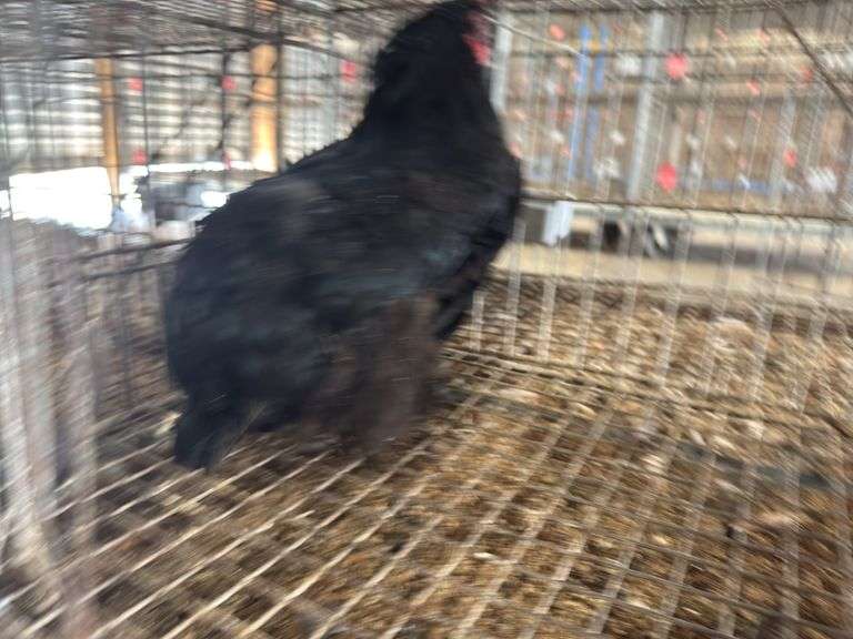 Black Hen