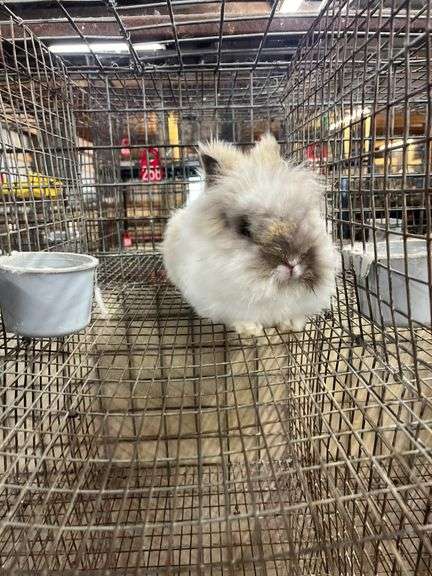 Lionhead Buck Proven 2 Years Old