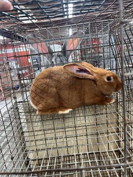 New Zealand Red Buck - 3.5 Mos Old