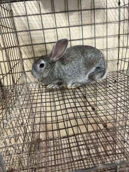 American Chinchilla Buck - 9 Wks Old