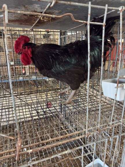 Jersey Giant Rooster
