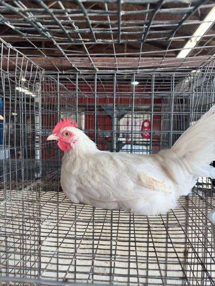 White Zombie Rooster