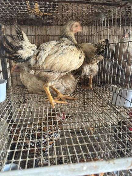 4 Delaware Pullets