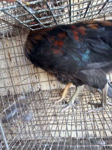 2 Blue Bell Mix Rooster - 6 Mos Old