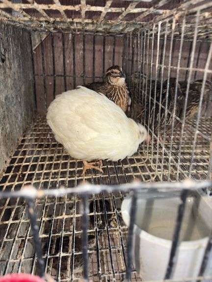 3 Coturnix Quail