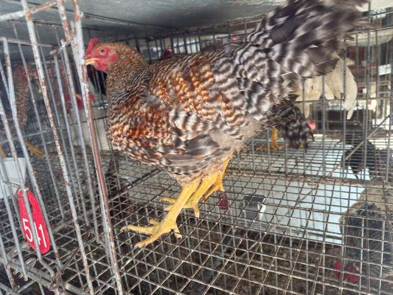 2 Bielefelder Roosters