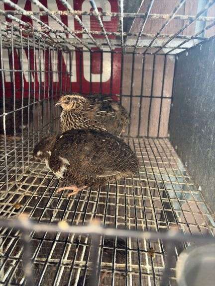 3 Coturnix Quail